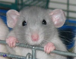 дератизация и выведение крыс