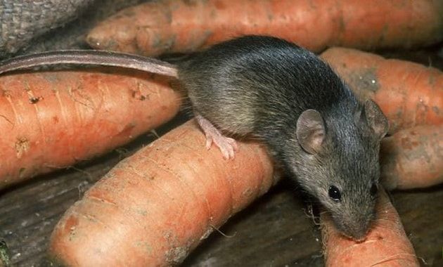 Народные средства от крыс: чем отравить и как бороться