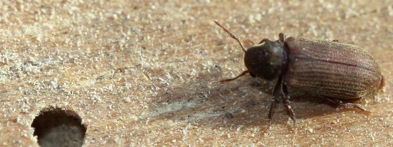 Что собой представляют черные жуки в доме, квартире и как от них избавиться