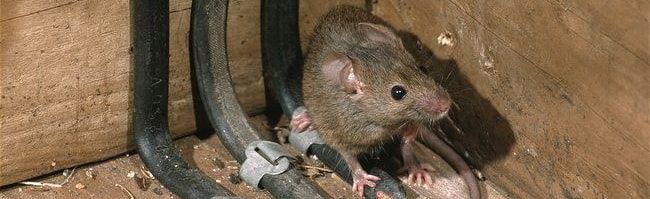 Как избавиться от мышей в квартире - Санэпидемстанция Москвы