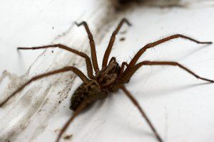Как избавиться от пауков в квартире