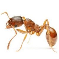 Насекомые в квартире муравьи 