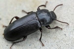 Что собой представляют черные жуки в доме