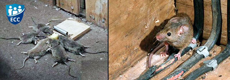 Вред крыс доме