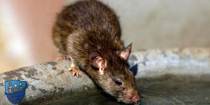 Борьба с крысами