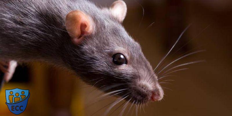Как избавиться от крыс 