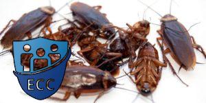Эффективная борьба с тараканами