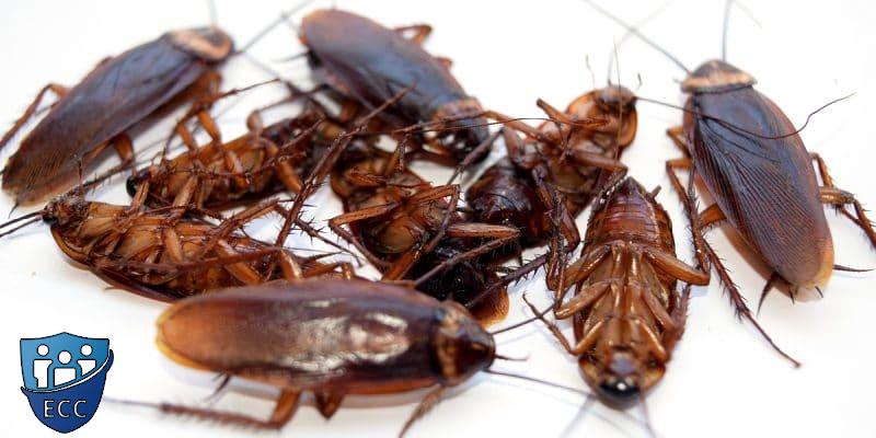 Эффективная борьба с тараканами