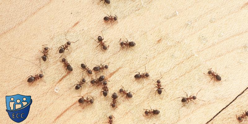 Как быстро избавиться от домашних муравьев