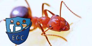 Как избавиться от красных муравьев в квартире