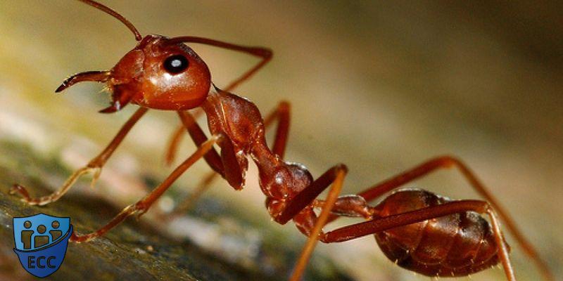 Как избавиться от красных муравьев